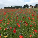 B&B Almegarden